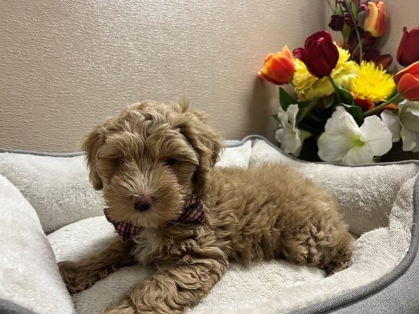 Schnoodle Dog Male gldn, wh mkgs 6803 Petland San Antonio, TX