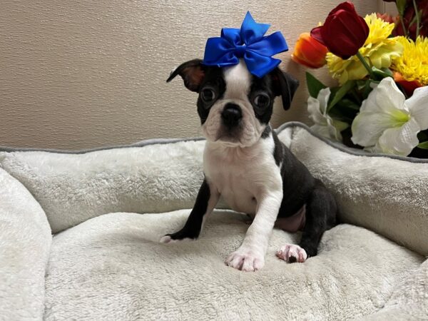 Boston Terrier Dog Female blk & wh 6802 Petland San Antonio, TX