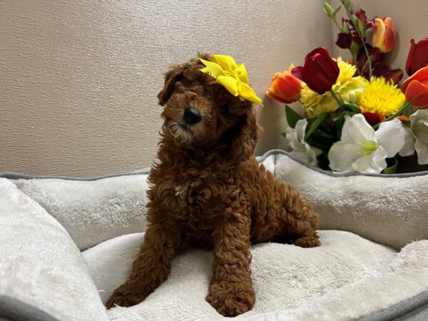 Mini Goldendoodle 3rd Generation-Dog-Female-rd wh mkgs-6805-Petland San Antonio, TX