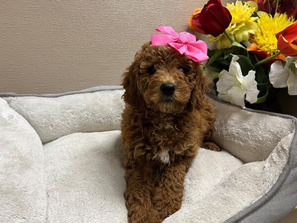 Mini Goldendoodle 3rd Generation Dog Female rd wh mkgs 6806 Petland San Antonio, TX