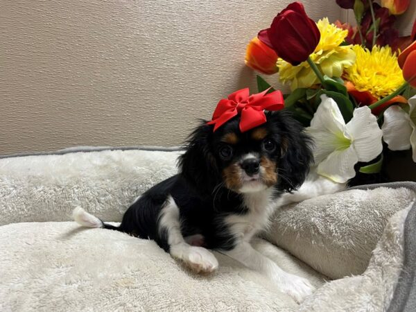 Cavalier King Charles Spaniel Dog Female blk & tn, wh mkgs 6787 Petland San Antonio, TX