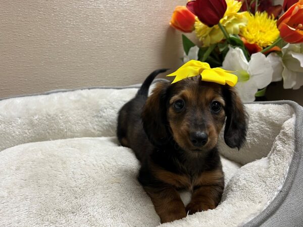 Miniature Dachshund-Dog-Female-rd sbl-6816-Petland San Antonio, TX