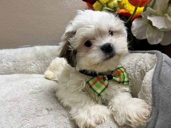 Shihpoo-Dog-Male-br & wh-6813-Petland San Antonio, TX