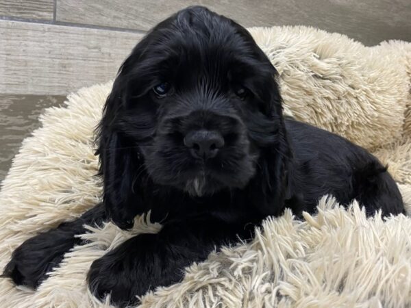 Cocker Spaniel Dog Male Black w/ White 9736 Petland San Antonio, TX