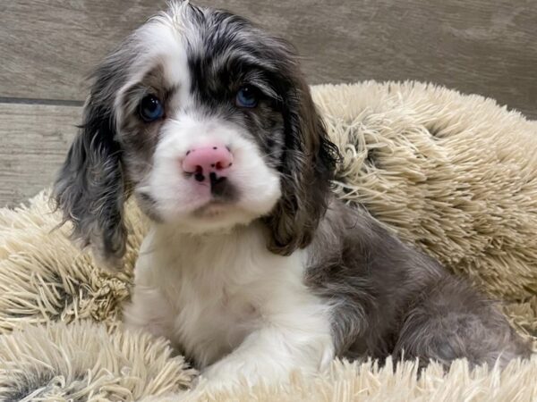 Cocker Spaniel Dog Female White & Blue Merle 9737 Petland San Antonio, TX