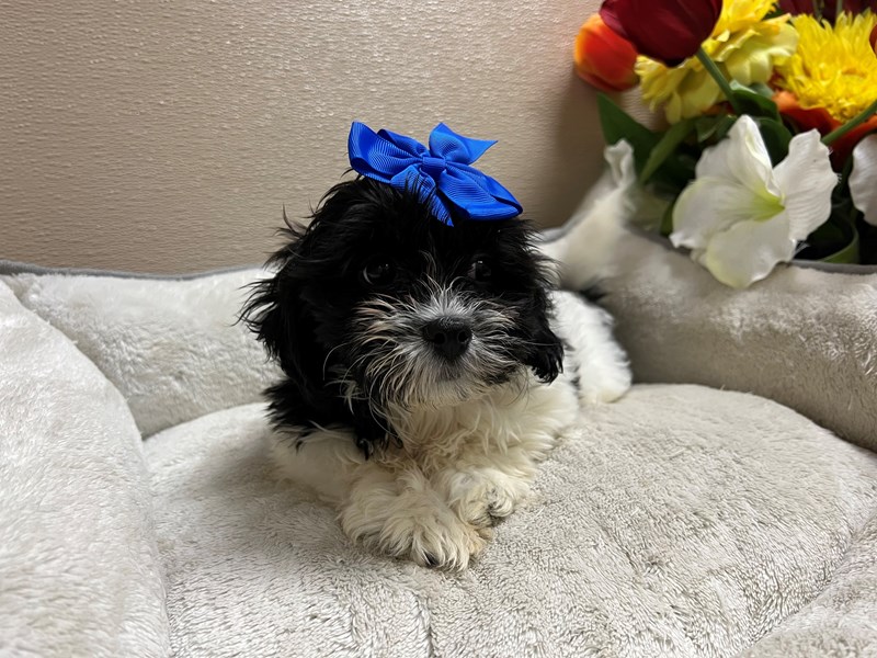 Teddy Bear-Female-blk & wh parti-4138541-Petland San Antonio
