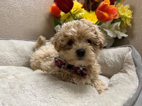 Maltipoo-Dog-Male-apct-6811-Petland San Antonio, TX