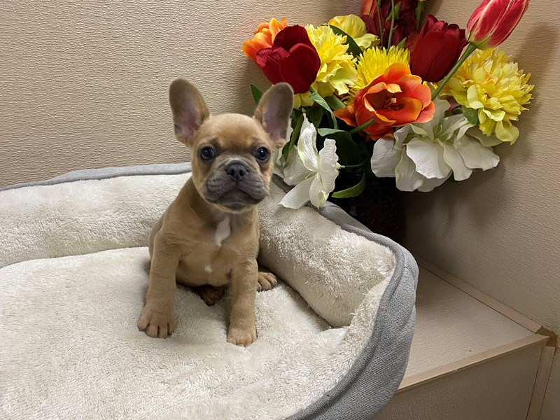French Bulldog-Male-bl fwn-4138447-Petland San Antonio