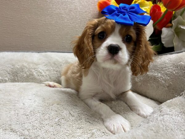 Cavalier King Charles Spaniel-Dog-Female-bheim & wh-6817-Petland San Antonio, TX