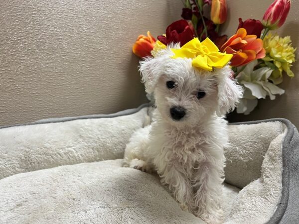 Bichon Frise-Dog-Female-wh-6819-Petland San Antonio, TX