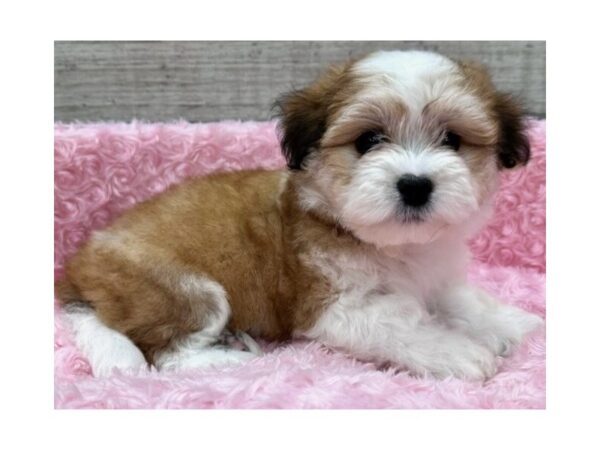 Havanese Dog Female Red & White 9749 Petland San Antonio, TX