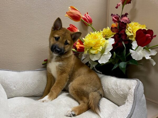 Shiba Inu-Dog-Male-rd sesme, wh mkgs-6717-Petland San Antonio, TX