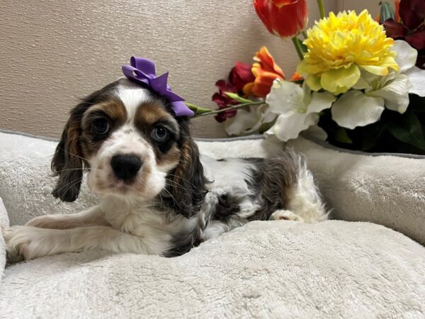 Cocker Spaniel-Dog-Female-bl mrl parti-6756-Petland San Antonio, TX