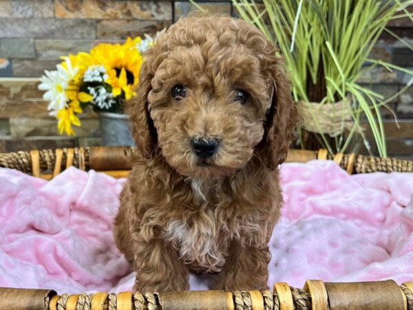 Miniature Poodle-Dog-Female-Red-9714-Petland San Antonio, TX