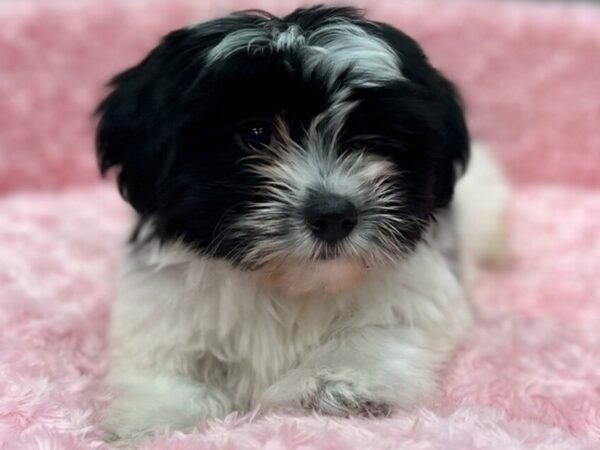 Havanese Dog Female Black & White 9703 Petland San Antonio, TX