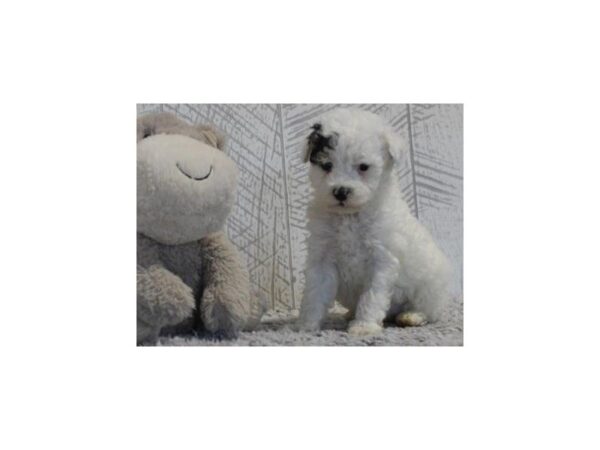 Miniature Poodle Dog Male Black & White 9721 Petland San Antonio, TX