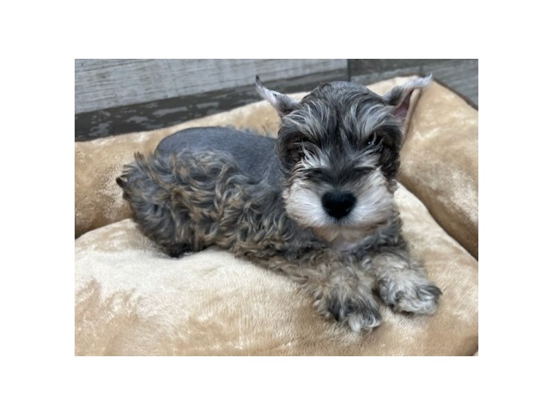 Miniature Schnauzer Small Animal Salt & Pepper ID:9716 Located at