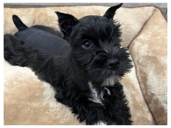 Miniature Schnauzer Dog Male Black & White 9717 Petland San Antonio, TX