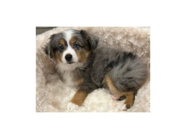 Miniature Australian Shepherd-Dog-Male-Blue Merle-9719-Petland San Antonio, TX