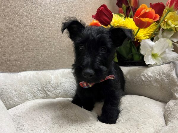 Scottish Terrier Dog Male blk 6783 Petland San Antonio, TX