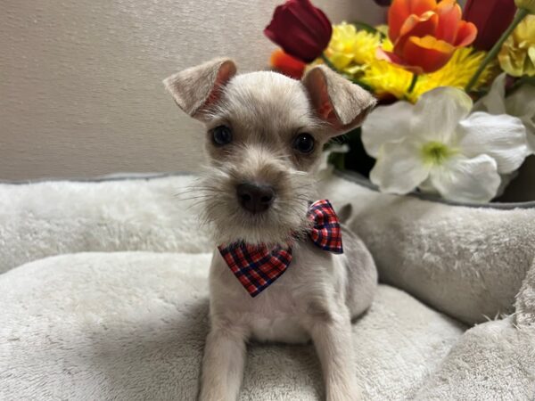 Min Schnauzer-Dog-Male-fwn mrle-6788-Petland San Antonio, TX