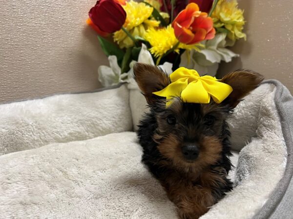 Silky Terrier-Dog-Female-blk & tn-6797-Petland San Antonio, TX