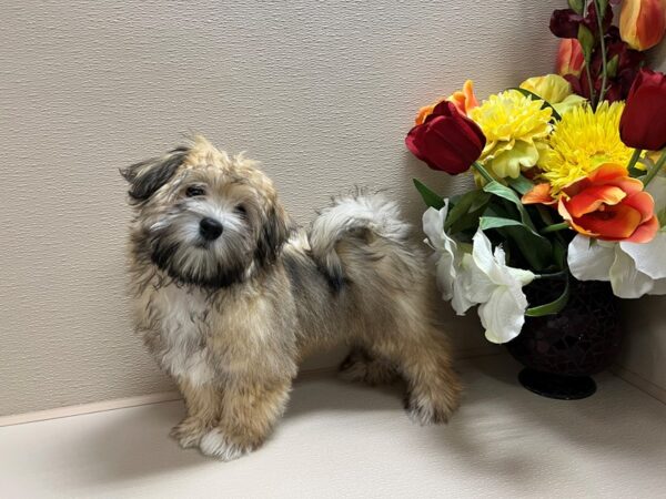 Havanese Dog Female gld, wh mkgs 6733 Petland San Antonio, TX