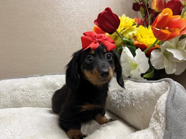 Miniature Dachshund-Dog-Female-blk & tn-6815-Petland San Antonio, TX