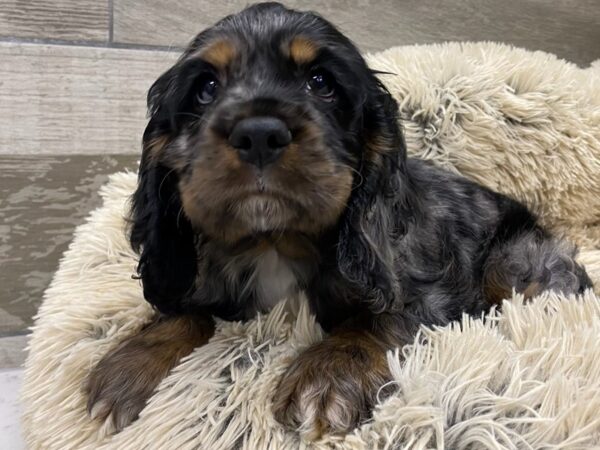 Cocker Spaniel Dog Male Blue Merle 9734 Petland San Antonio, TX