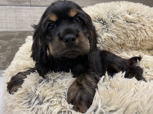 Cocker Spaniel Dog Male Dark Chocolate & Tan 9735 Petland San Antonio, TX