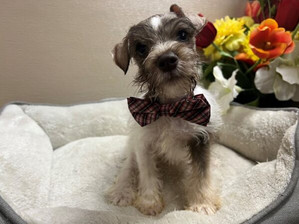 Min Schnauzer Dog Male lvr prti 6810 Petland San Antonio, TX