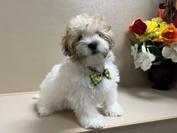 Zuchon-Dog-Male-wh & gld-6760-Petland San Antonio, TX