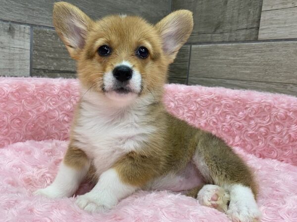 Pembroke Welsh Corgi Dog Female Red & White 9738 Petland San Antonio, TX