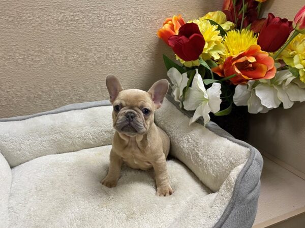 French Bulldog Dog Female bl fwn 6808 Petland San Antonio, TX