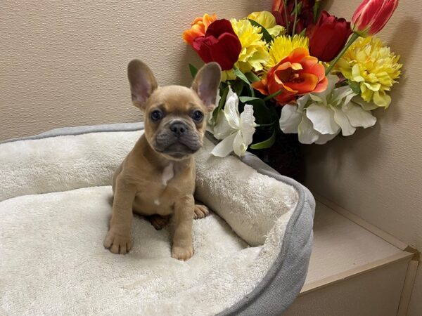 French Bulldog Dog Male bl fwn 6807 Petland San Antonio, TX