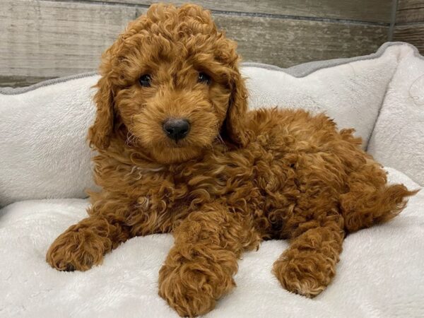 Miniature Goldendoodle-Dog-Male-Red-9739-Petland San Antonio, TX