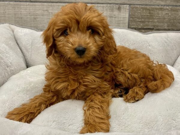 Miniature Goldendoodle-Dog-Female-Red-9740-Petland San Antonio, TX