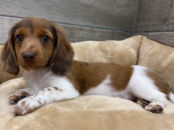 Dachshund-Dog-Male-White Red Piebald Dapple-9741-Petland San Antonio, TX