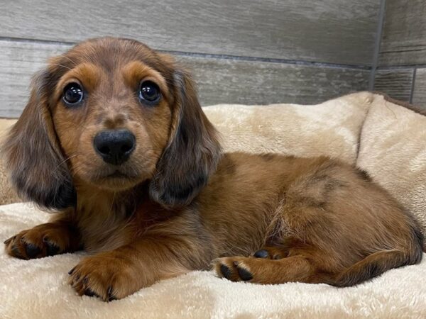 Dachshund-Dog-Male-Red Dapple-9742-Petland San Antonio, TX