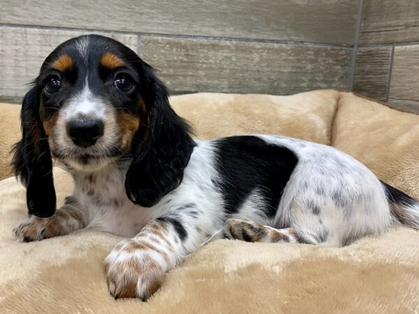 Dachshund Dog Female White Black Piebald 9743 Petland San Antonio, TX