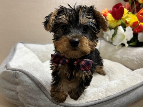 Yorkshire Terrier Dog Male blk & tn 6823 Petland San Antonio, TX