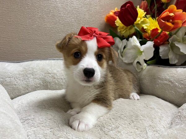 Pembroke Welsh Corgi Dog Female rd wh mkgs 6820 Petland San Antonio, TX