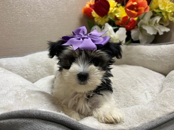 Morkie Dog Female wh blk & tn 6821 Petland San Antonio, TX