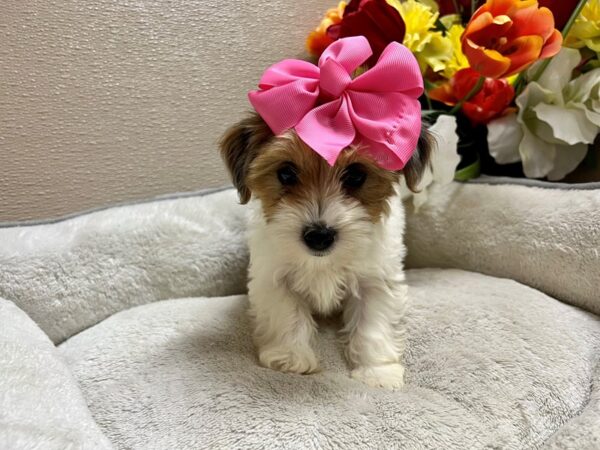 Morkie Dog Female wh & sbl 6822 Petland San Antonio, TX