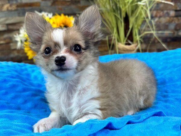 Chihuahua Dog Male Blue Merle Parti 6858 Petland San Antonio, TX