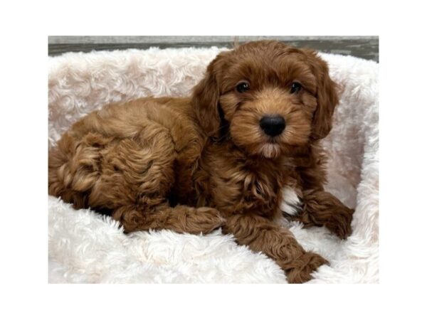 Cockapoo Dog Female Red 9747 Petland San Antonio, TX