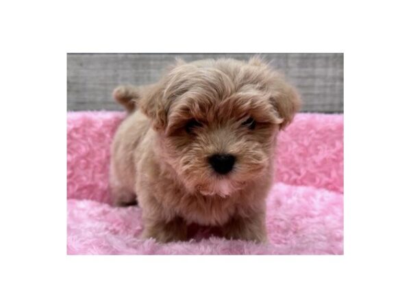 Havanese Dog Female Apricot 9750 Petland San Antonio, TX