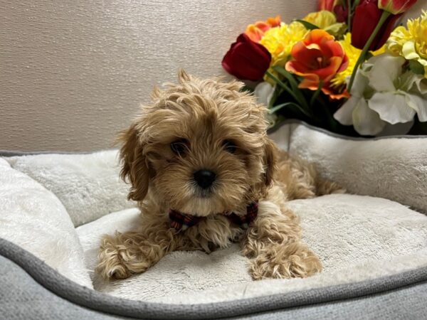 Cavapoo Dog Male apct 6826 Petland San Antonio, TX