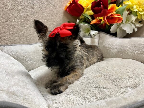 Cairn Terrier-Dog-Female-whtn-6829-Petland San Antonio, TX