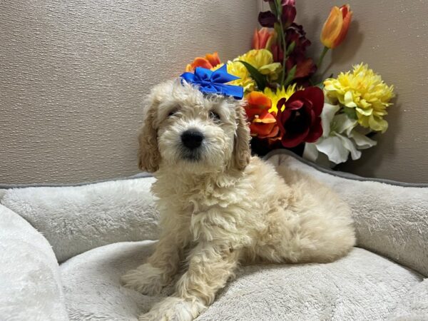 2nd Generation Mini Goldendoodle-Dog-Female-apct-6833-Petland San Antonio, TX